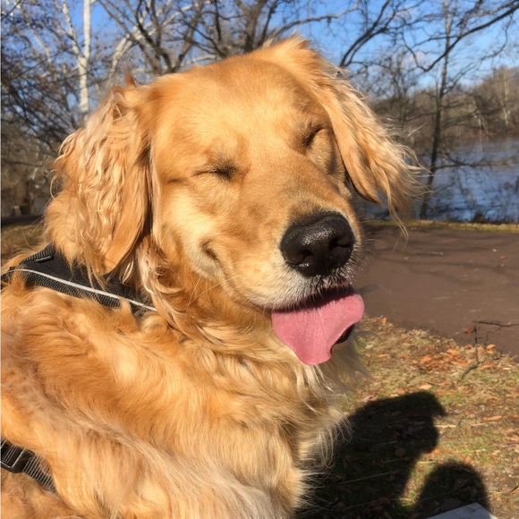 ahekasgolden